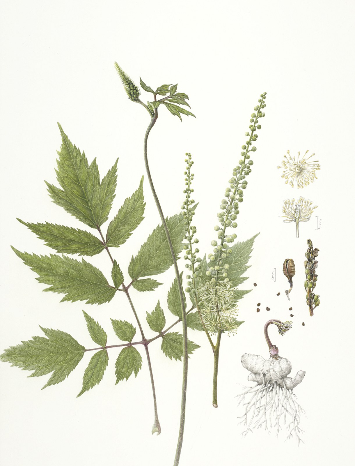 Botanische Illustration von Cimicifuga racemosa von Bettina Bücker