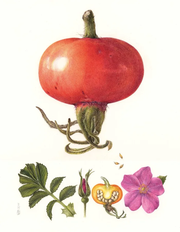 Botanische Illustration der Kartoffelrose (Rosa rugosa)
