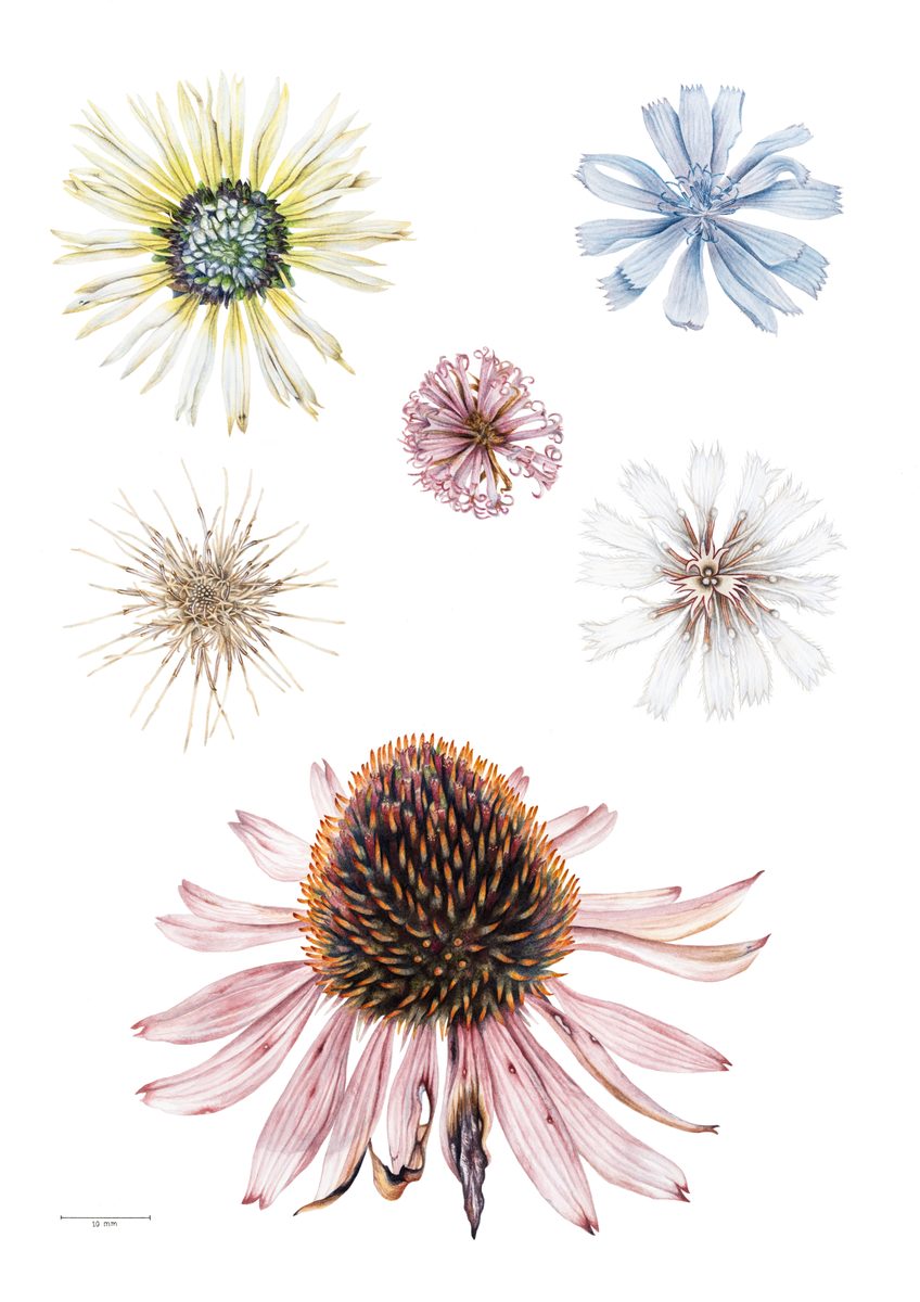 Compositae