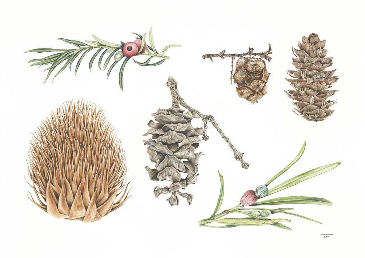 Coniferae