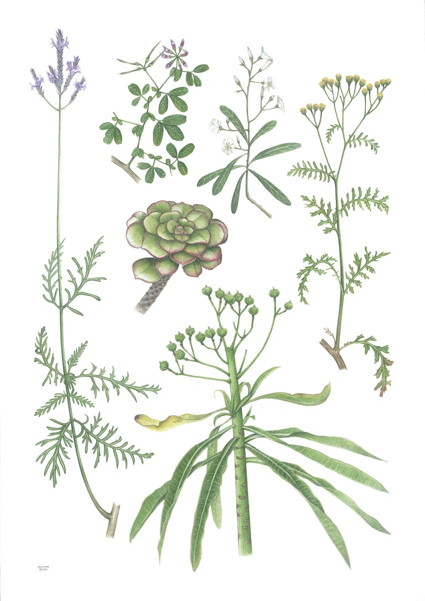 Dr. Kailin Weitkämper — cover