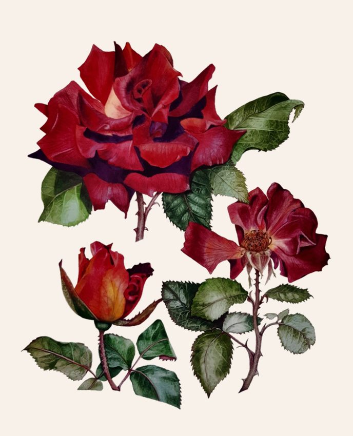 Botanische Darstellung dunkelroter Rosen der Sorte Eddy Mitchell