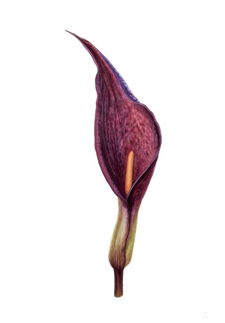 Daniel Rupić, Arum purpureospathum