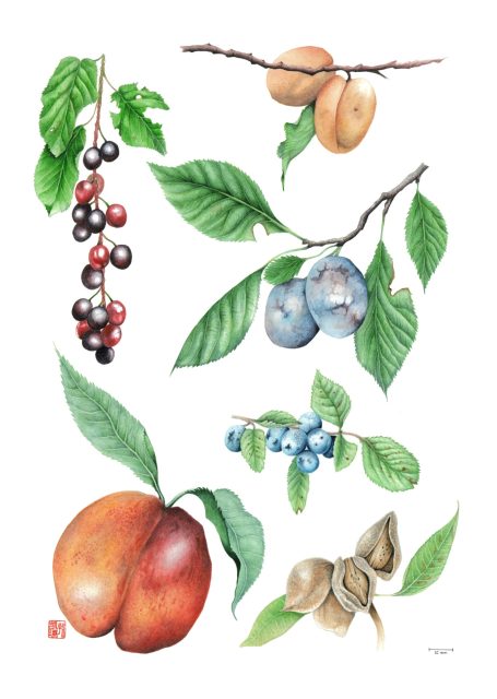 Kailin Sun, Prunus