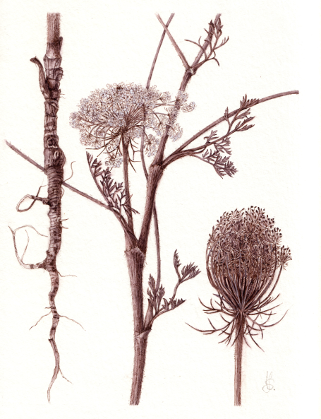 Susanne Jampen, Queen Anne‘s Lace