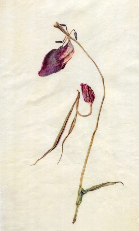 Maxim Shirshin, Trockene Tulpe