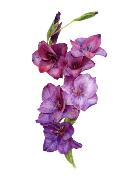 Nadiya Kyrylenko, Gladiole