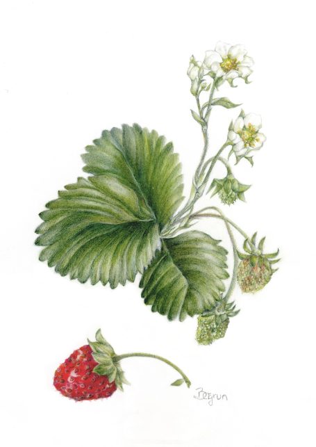 Bergrun Neff, Erdbeere