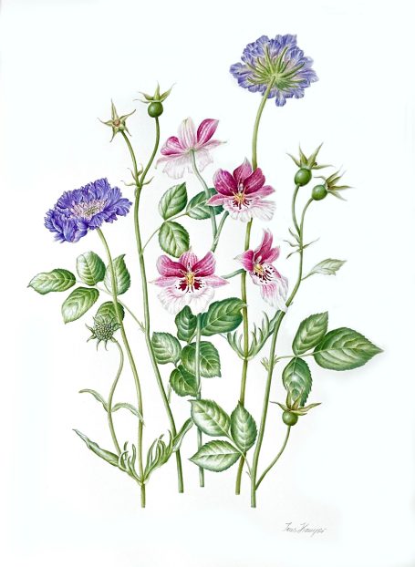 Ines Kamper, Scabiosa, Rosenknospen und Miltonia Orchidee